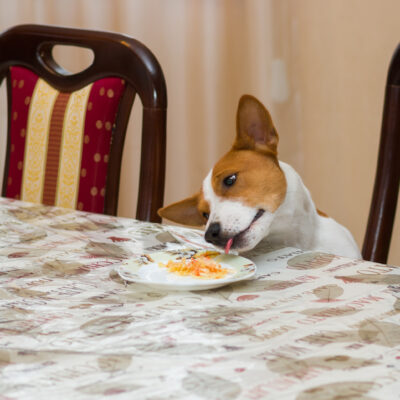 Human Foods that Are Toxic for Dogs