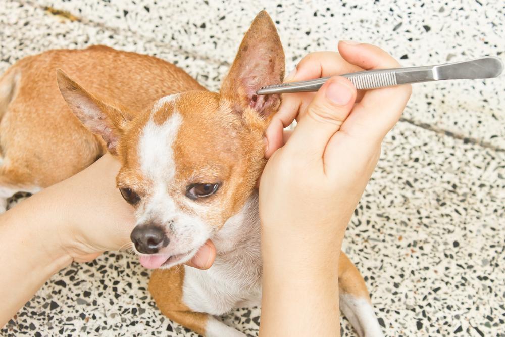 Natural Flea and Tick Prevention for Pets