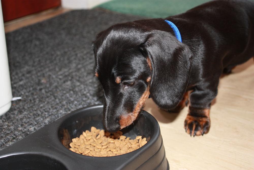 Signs and Symptoms of Dogs with Food Allergies