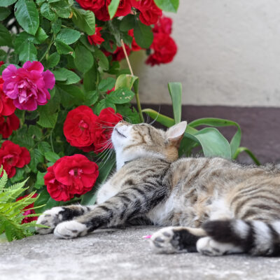 Toxic Houseplants for Cats