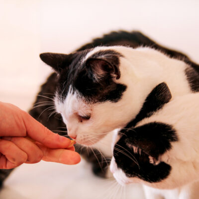 Tips for Finding Healthy Cat Treats