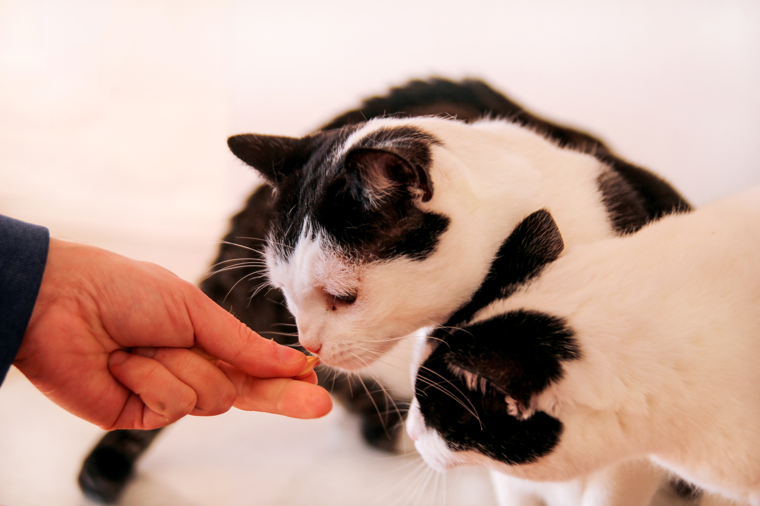 Tips for Finding Healthy Cat Treats