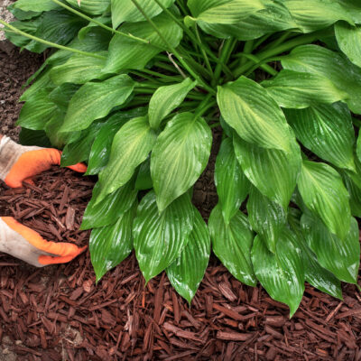 Effective Tips on How to Keep a Healthy Lawn